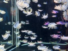 -太平洋海底世界