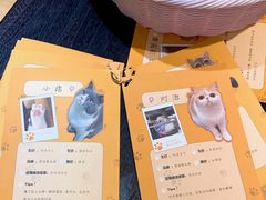 -滚猫咖啡·猫咖·猫友好撸猫(未来城店)