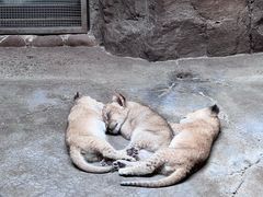 -上海野生动物园