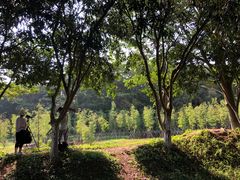 -番禺大夫山森林公园