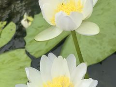 -中国科学院华南植物园
