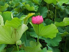 -沐仙湖湿地公园