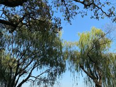 -西湖外事游船(花港观鱼码头)