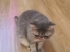 -滚猫咖啡·猫咖·猫友好撸猫(未来城店)