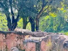 -奥兰多迪士尼动物王国乐园