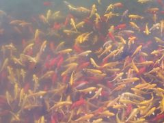 android_upload_pic-紫荆山公园