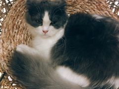-飞行喵MR PILOT|猫舍·猫咖(静安大融城店)