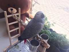 -平行世界·猫咖(首经贸店)