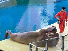 -喷泉广场餐厅·宵夜·海鲜烧烤大排档(长隆企鹅酒店)