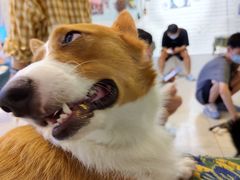 -平行世界·猫咖(首经贸店)