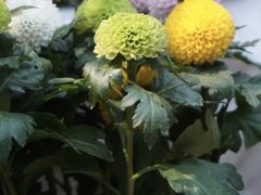 -武汉花鸟市场