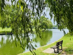 -上海共青森林公园