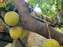 -绿雅居原生态农庄(小涌店)