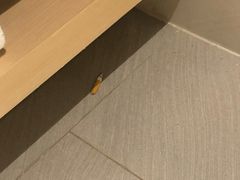 -麗枫酒店(武汉吴家山五环体育中心店)