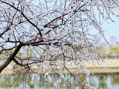 -桃花堤公园