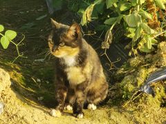 -正果忠记云吞濑粉(总店)