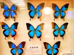 -上海大自然野生昆虫馆(东方明珠·爬宠昆虫探索中心)