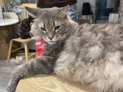 -楼上猫咖(罗湖店)