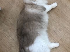 -1013 PET SHOP 宠物商店(近铁城市广场店)
