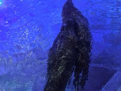 -合肥海洋世界