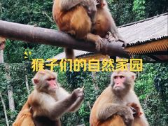 -西双版纳原始森林公园