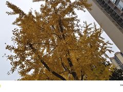 -蓉府金足印象影院式足道·按摩·SPA·美食(青白江31分店)