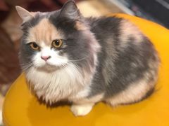 -猫色咖啡·猫咖