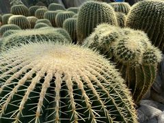 -南山植物园