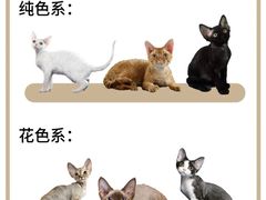 -山宅一喵德文卷毛猫舍