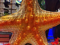 -亚马逊环球美食百汇(新城吾悦广场店)