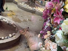 -正佳雨林生态植物园