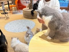 -米乐乖乖猫咪咖啡馆·猫咖(深圳湾后海汇店)