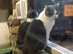 -猫咪博物馆(顶澳仔猫街店)