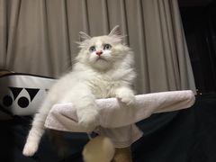-Bastet sally猫舍购宠(静安店)