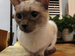 -吉丁鸟咖·异宠·寄养