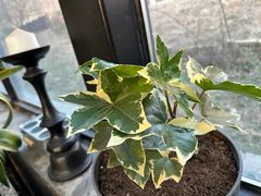 -北马山庄植趣咖啡
