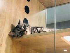 -BABIT巴比特宠物(MOMOPARK店)