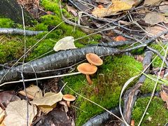 -莫尔道嘎国家森林公园