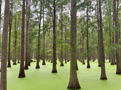 -渌洋湖湿地公园