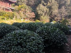 -十八棵（老龙井）御茶园(老龙井店)