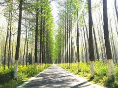 -合肥滨湖国家森林公园