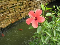 花园一角-老洋房花园饭店(绍兴路店)