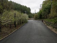 -天女山森林公园