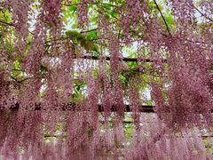 -嘉定紫藤园
