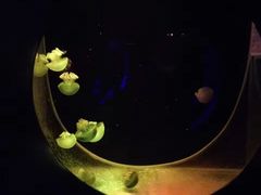 -大连圣亚海洋世界