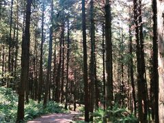 -重庆睡佛山森林公园
