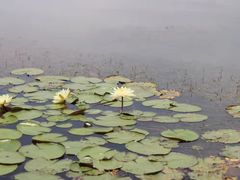-芒洲湿地公园