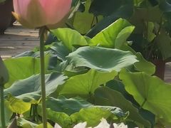 -莲花池公园