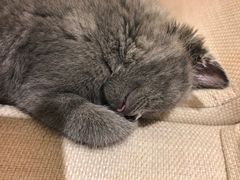 -瑞鹏宠物医院·爱宠堂·骨外专科(西荷分院)