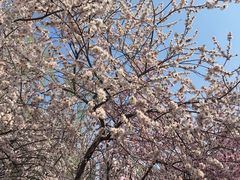 -桃花堤公园